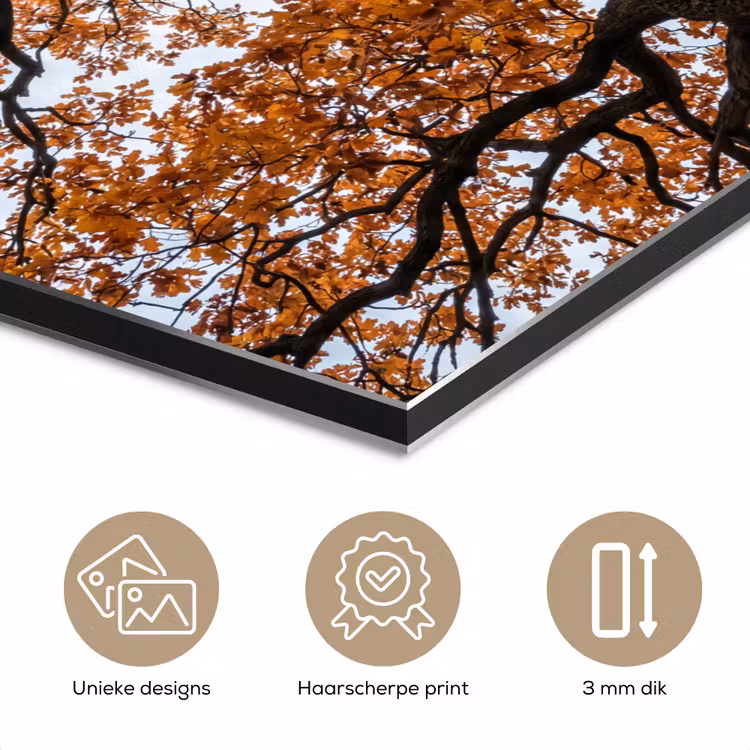 Aluminium schilderij - Boom - Bladerdak - Herfst - Oranje - Sfeervol — 7
