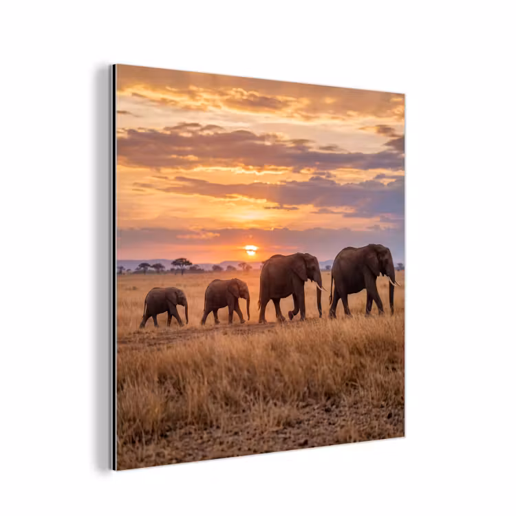 Aluminium schilderij - Olifanten - Savanne - Zonsondergang - Afrika - Warm — 1