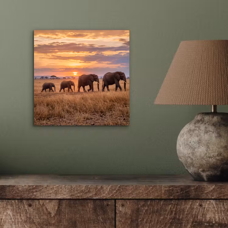 Aluminium schilderij - Olifanten - Savanne - Zonsondergang - Afrika - Warm — 3