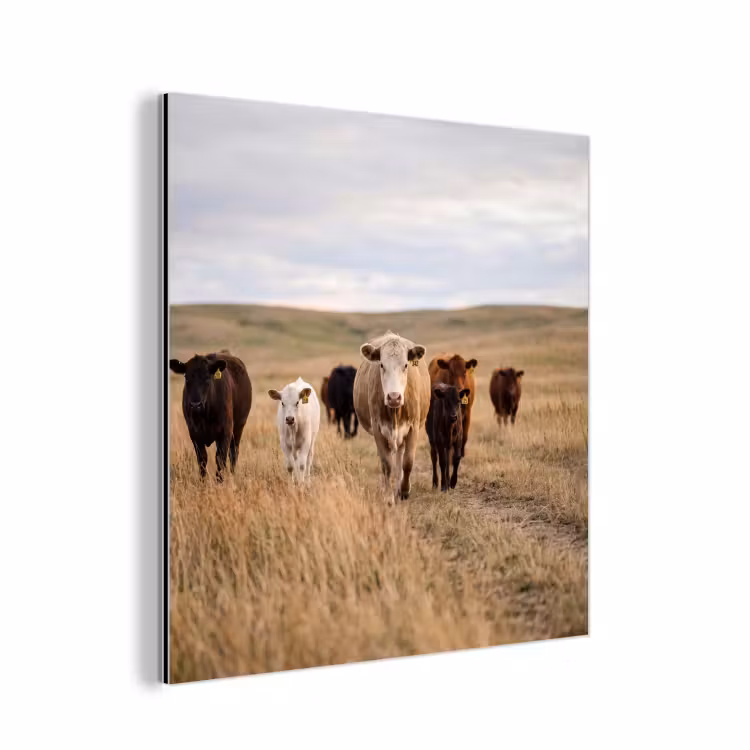 Aluminium schilderij - Runderen - Kudde - Landschap - Weide - Rustig — 1