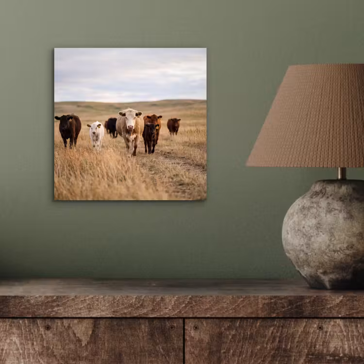 Aluminium schilderij - Runderen - Kudde - Landschap - Weide - Rustig — 3