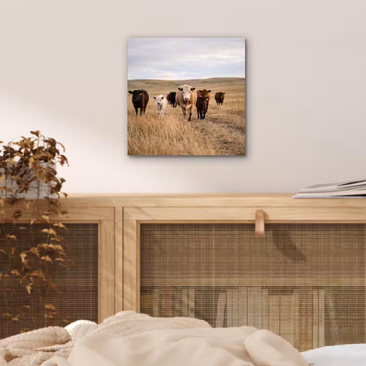 Aluminium schilderij - Runderen - Kudde - Landschap - Weide - Rustig — 4