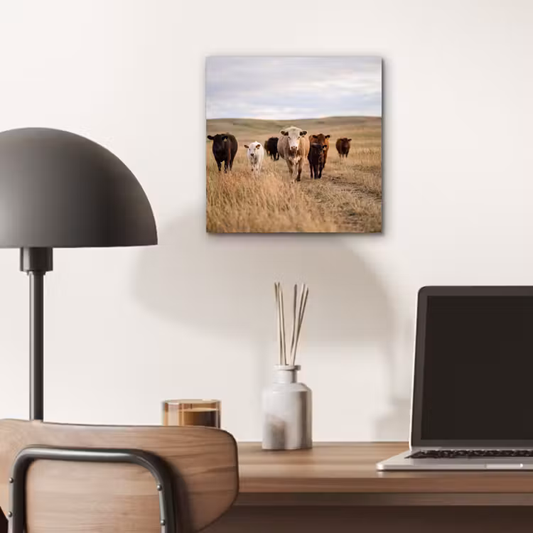 Aluminium schilderij - Runderen - Kudde - Landschap - Weide - Rustig — 6