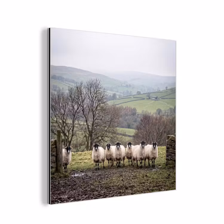 Aluminium schilderij - Schapen - Rij - Weide - Dieren - Platteland — 1