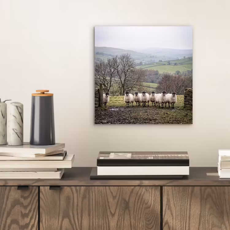 Aluminium schilderij - Schapen - Rij - Weide - Dieren - Platteland — 2
