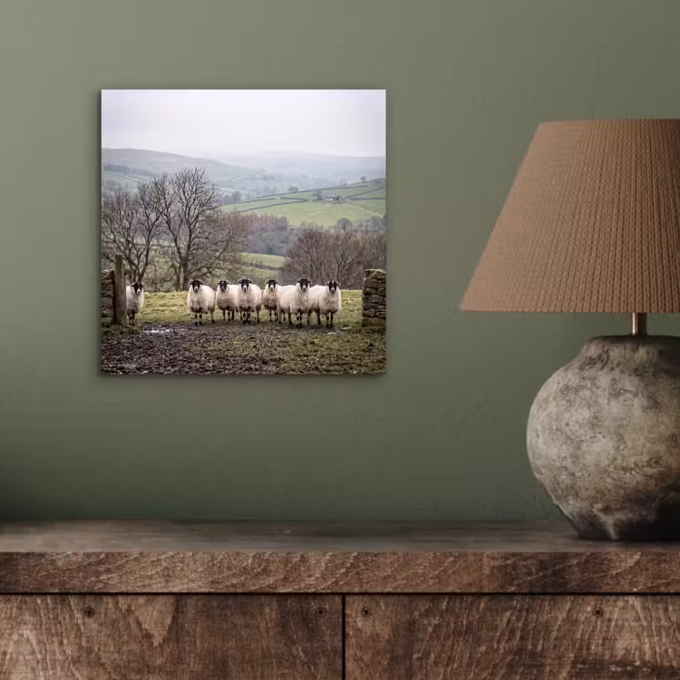 Aluminium schilderij - Schapen - Rij - Weide - Dieren - Platteland — 3