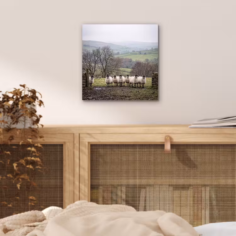 Aluminium schilderij - Schapen - Rij - Weide - Dieren - Platteland — 4