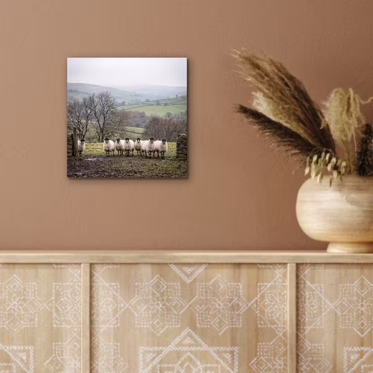 Aluminium schilderij - Schapen - Rij - Weide - Dieren - Platteland — 5