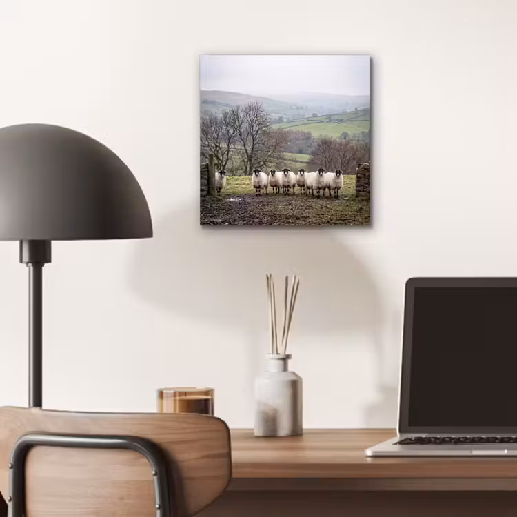 Aluminium schilderij - Schapen - Rij - Weide - Dieren - Platteland — 6