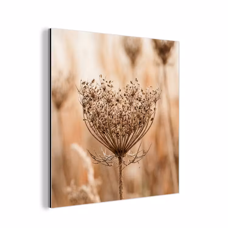 Aluminium schilderij - Schermbloem - Droogbloem - Winter - Beige - Minimalistisch — 1