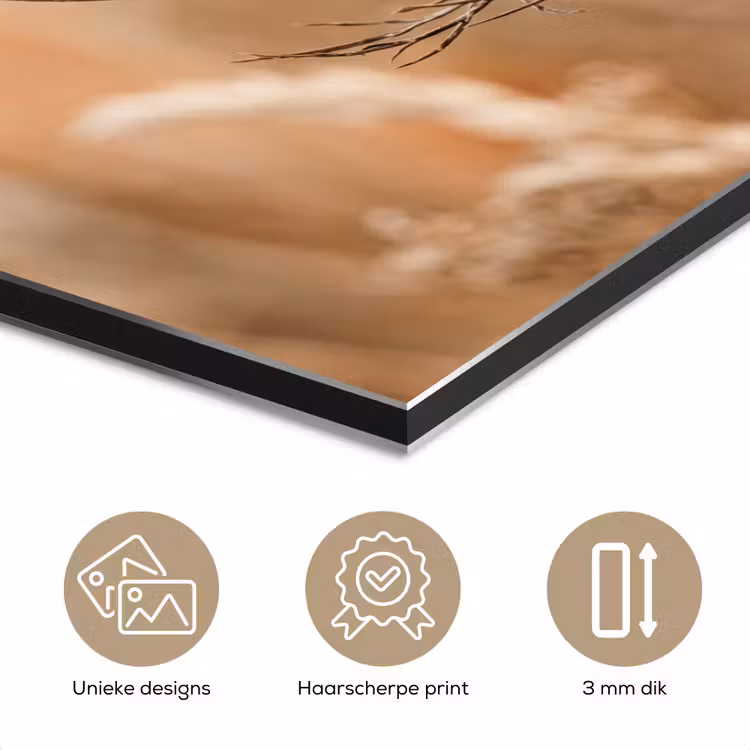 Aluminium schilderij - Schermbloem - Droogbloem - Winter - Beige - Minimalistisch — 7
