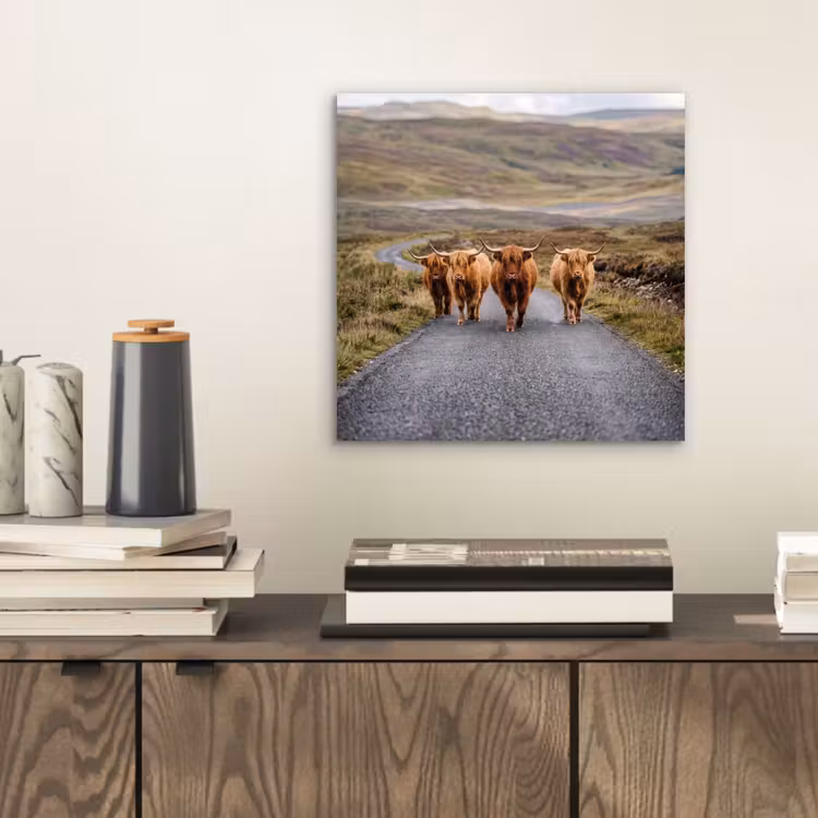 Aluminium schilderij - Schotse Hooglanders - Weg - Landschap - Kudde — 2