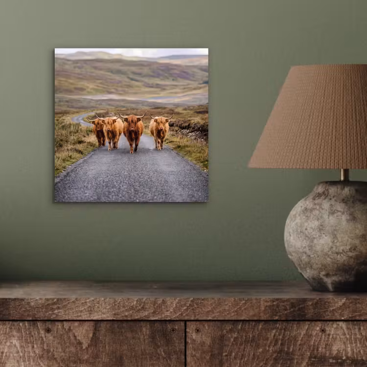 Aluminium schilderij - Schotse Hooglanders - Weg - Landschap - Kudde — 3