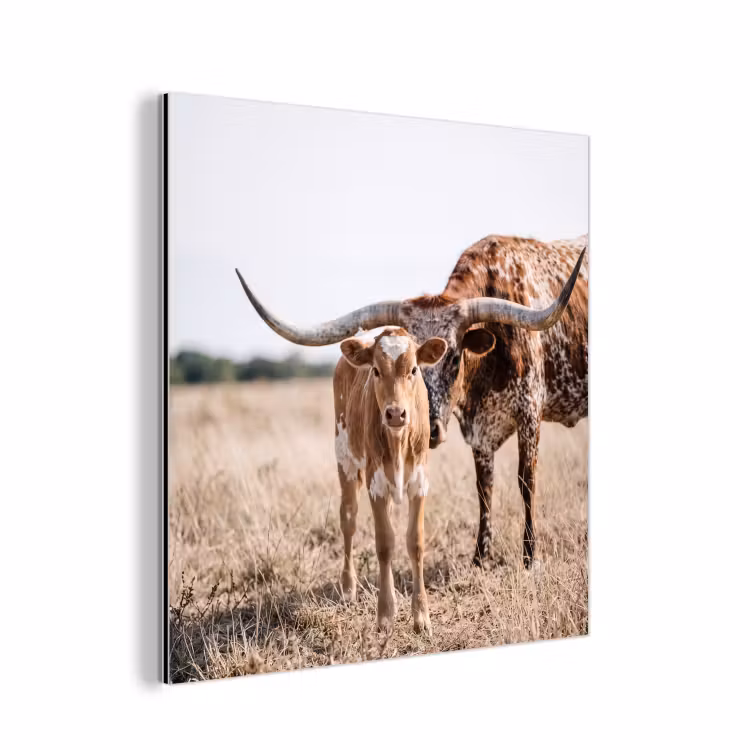 Aluminium schilderij - Texas Longhorn - Kalf - Weide - Dieren — 1