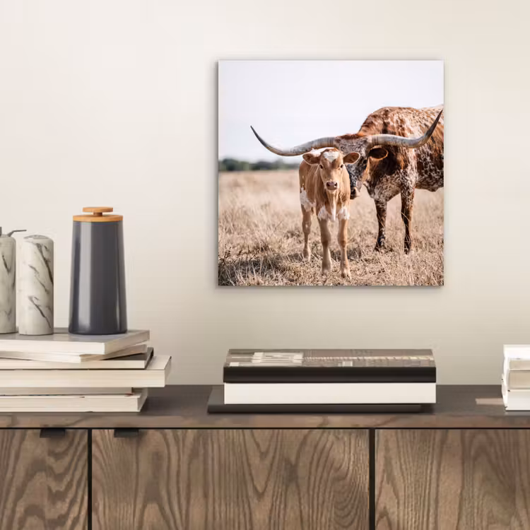 Aluminium schilderij - Texas Longhorn - Kalf - Weide - Dieren — 2