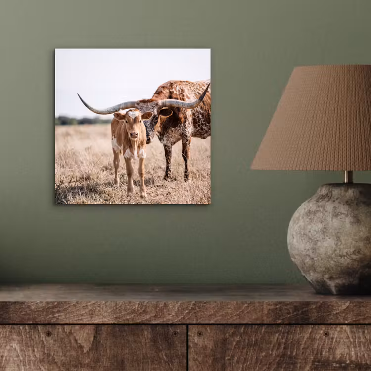 Aluminium schilderij - Texas Longhorn - Kalf - Weide - Dieren — 3