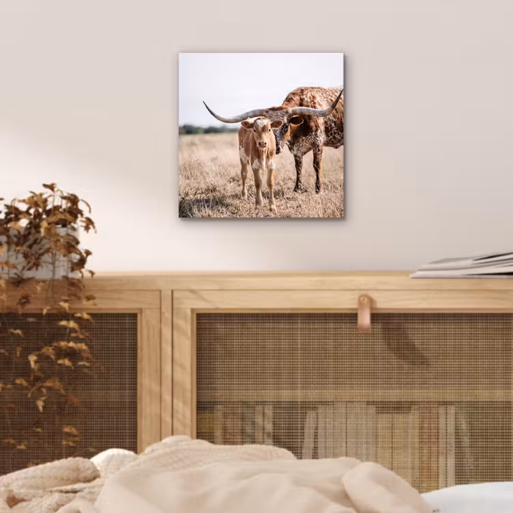 Aluminium schilderij - Texas Longhorn - Kalf - Weide - Dieren — 4