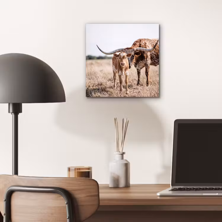 Aluminium schilderij - Texas Longhorn - Kalf - Weide - Dieren — 6