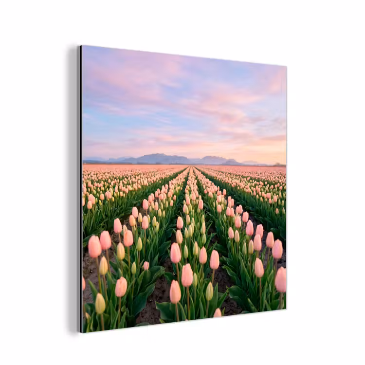 Aluminium schilderij - Tulpen - Landschap - Roze — 1
