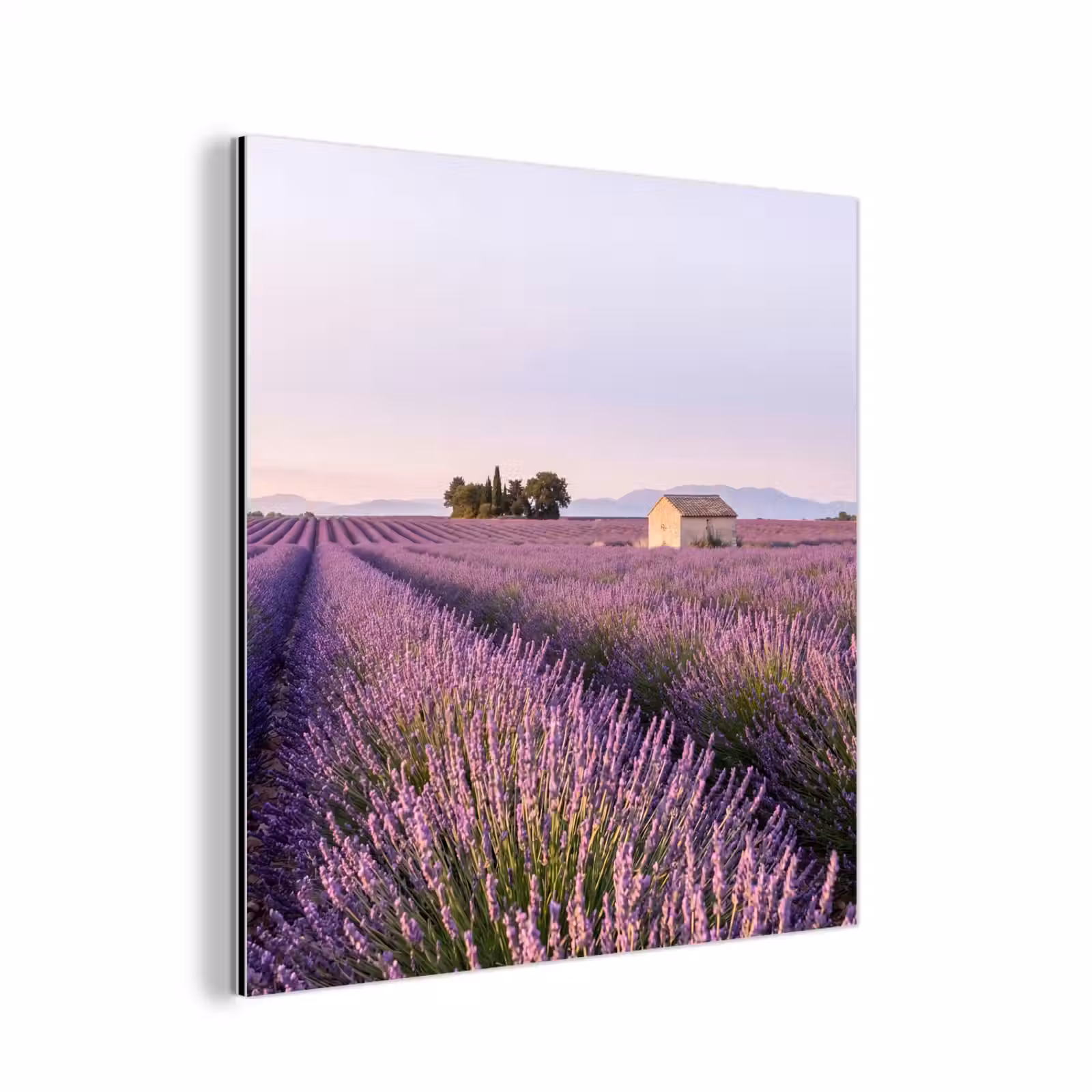 Aluminium schilderij - Lavendel - Landschap - Sereen - Paars — 1