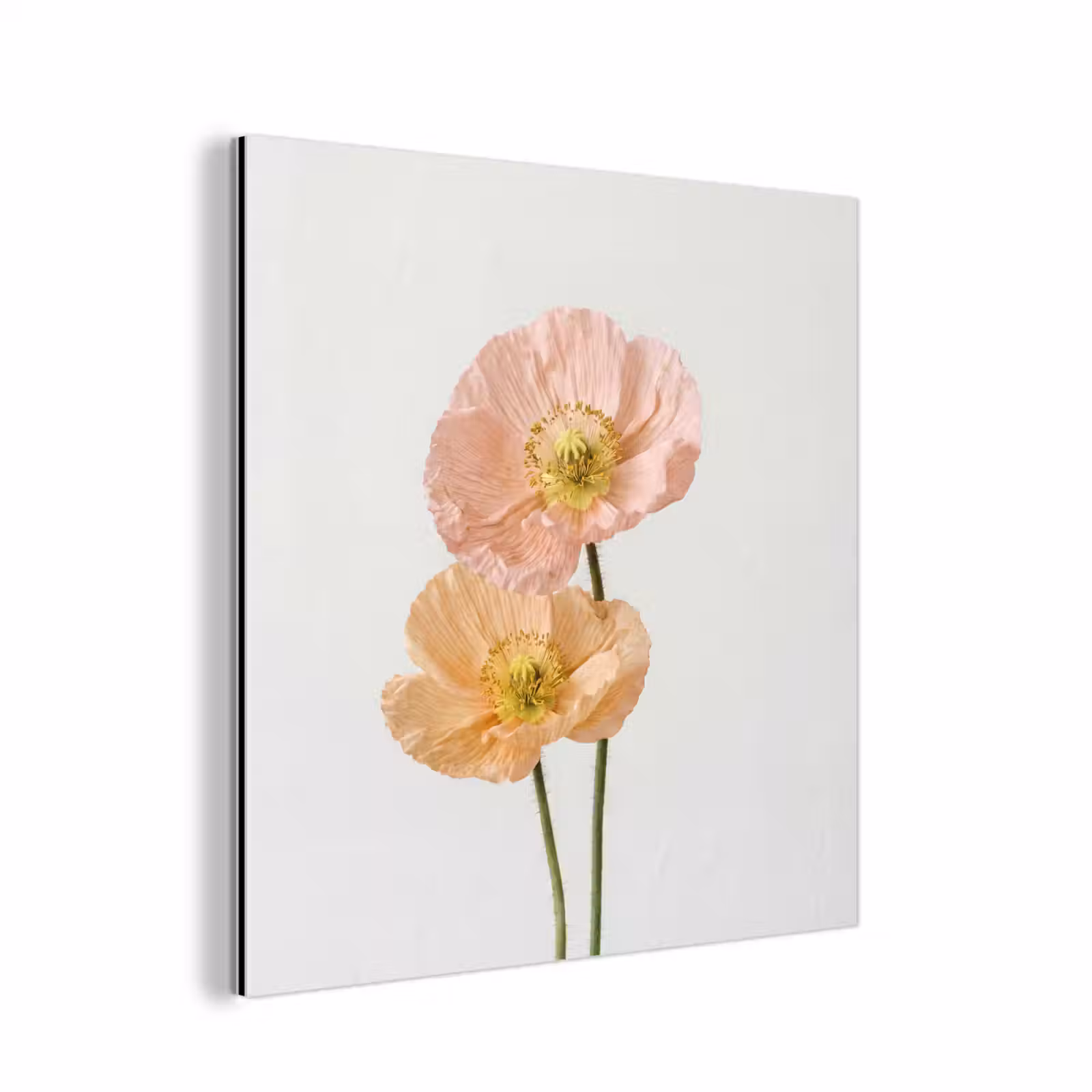 Aluminium schilderij - Papavers - Botanisch - Roze — 1