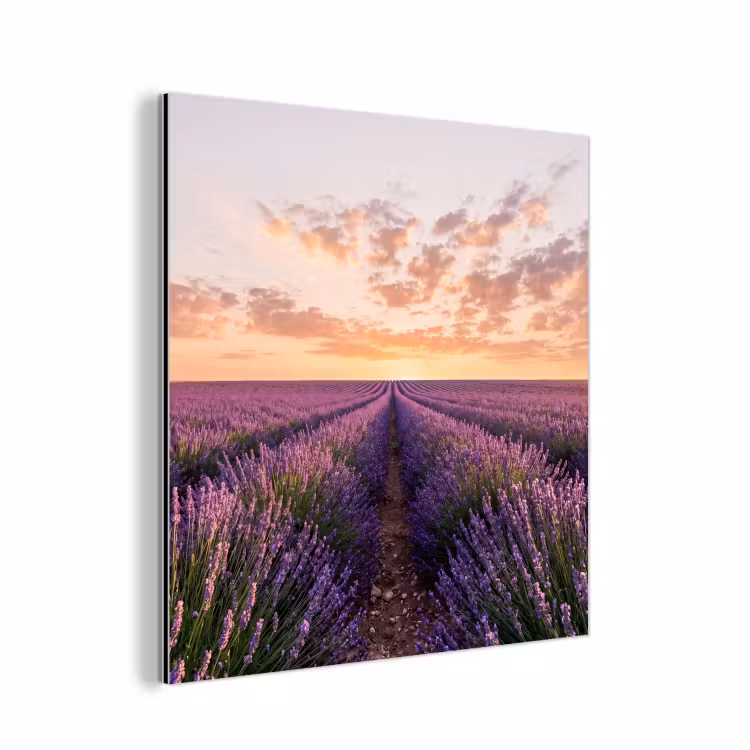 Aluminium schilderij - Landschap - Lavendelveld - Paars — 1