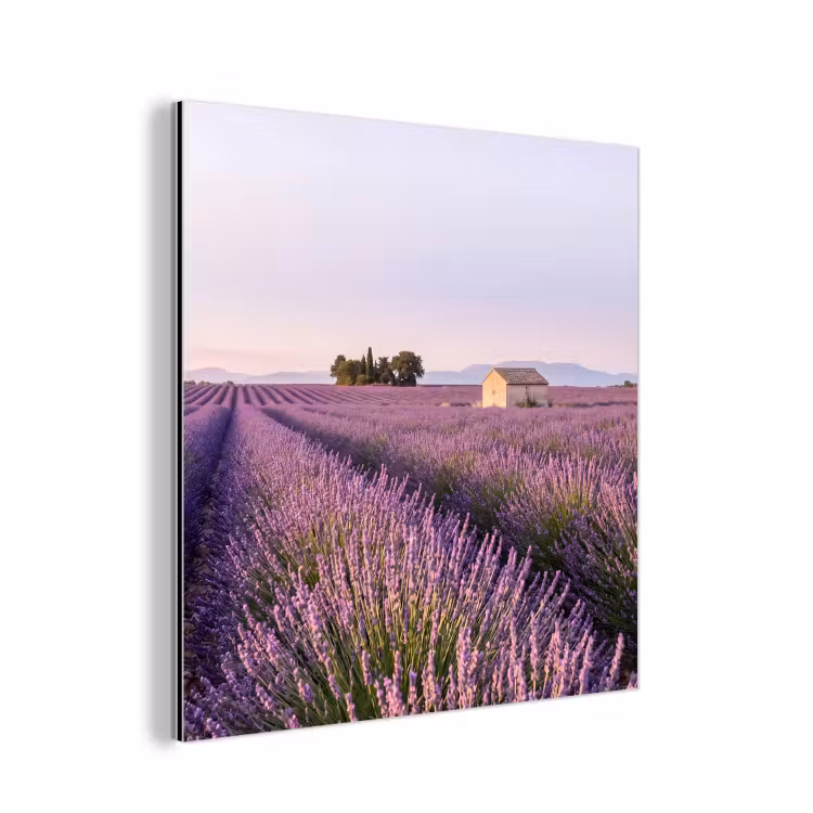 Aluminium schilderij - Lavendel - Landschap - Sereen - Paars — 1
