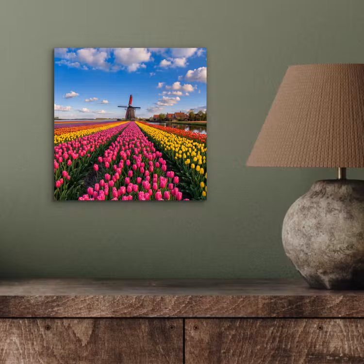 Aluminium schilderij - Tulpen - Holland - Molen - Kleurrijk — 3