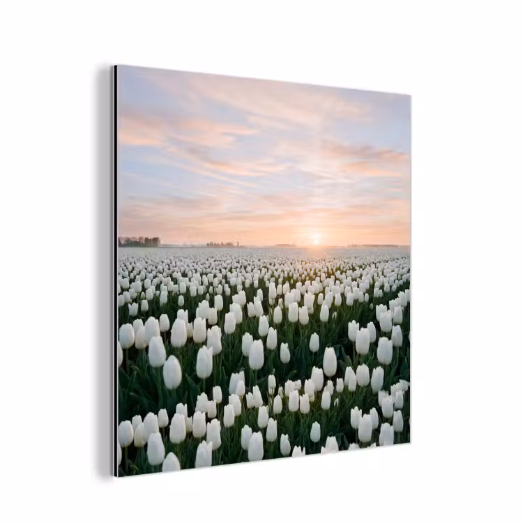 Aluminium schilderij - Tulpen - Landschap - Wit — 1