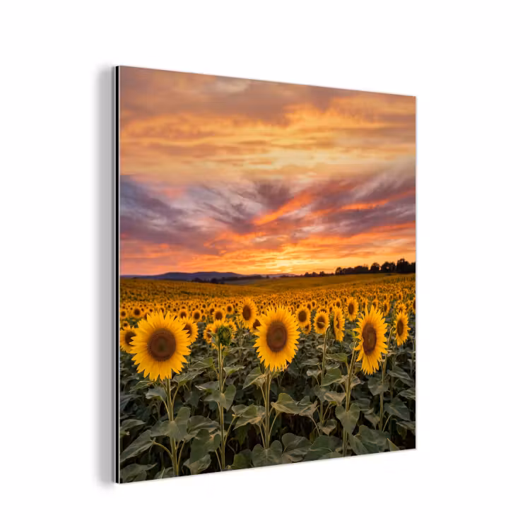 Aluminium schilderij - Zonnebloemen - Heuvellandschap - Geel — 1