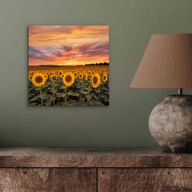 Aluminium schilderij - Zonnebloemen - Heuvellandschap - Geel — 3