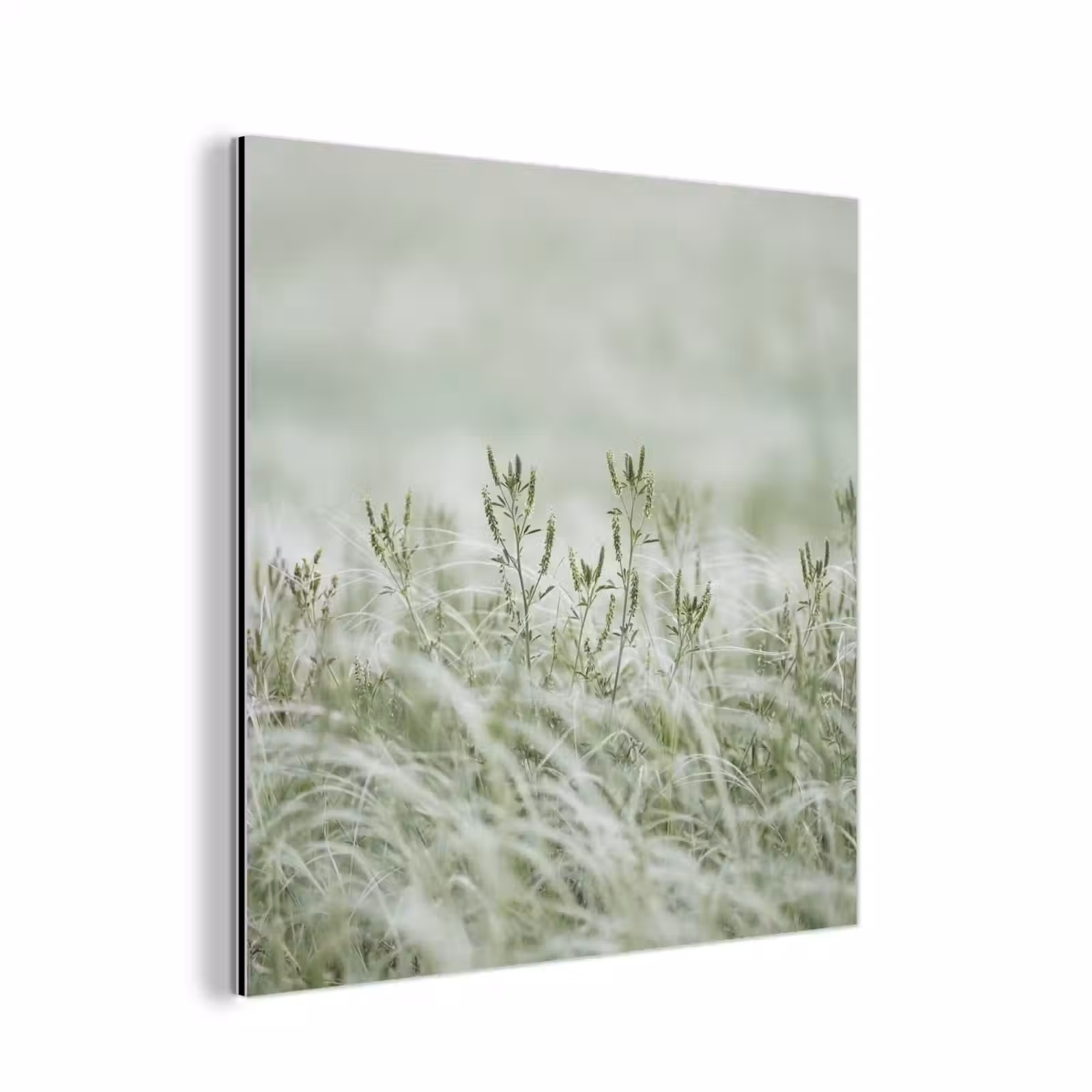 Aluminium schilderij - Grassen - Minimalistisch - Groen — 1
