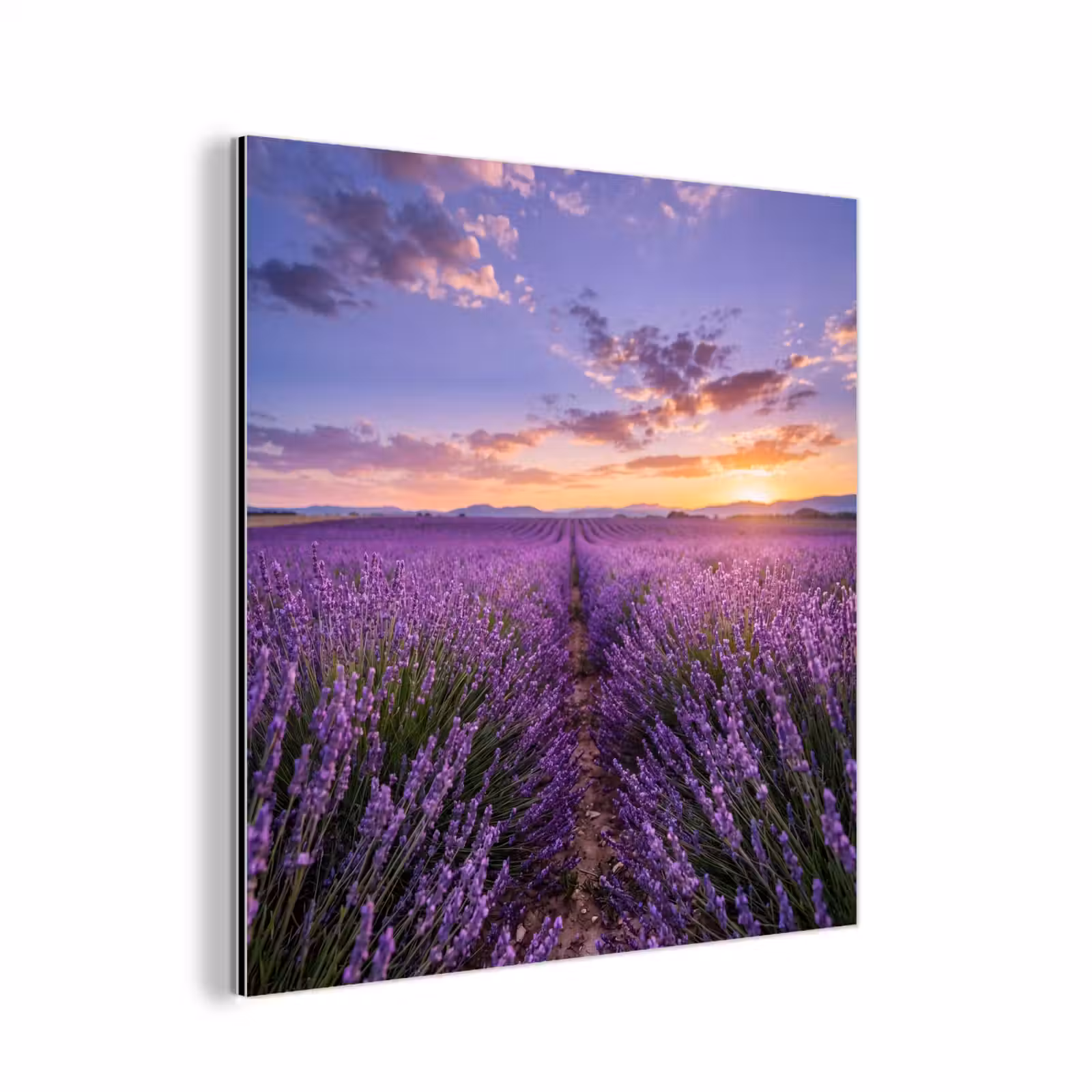 Aluminium schilderij - Lavendel - Veld - Natuur - Paars — 1