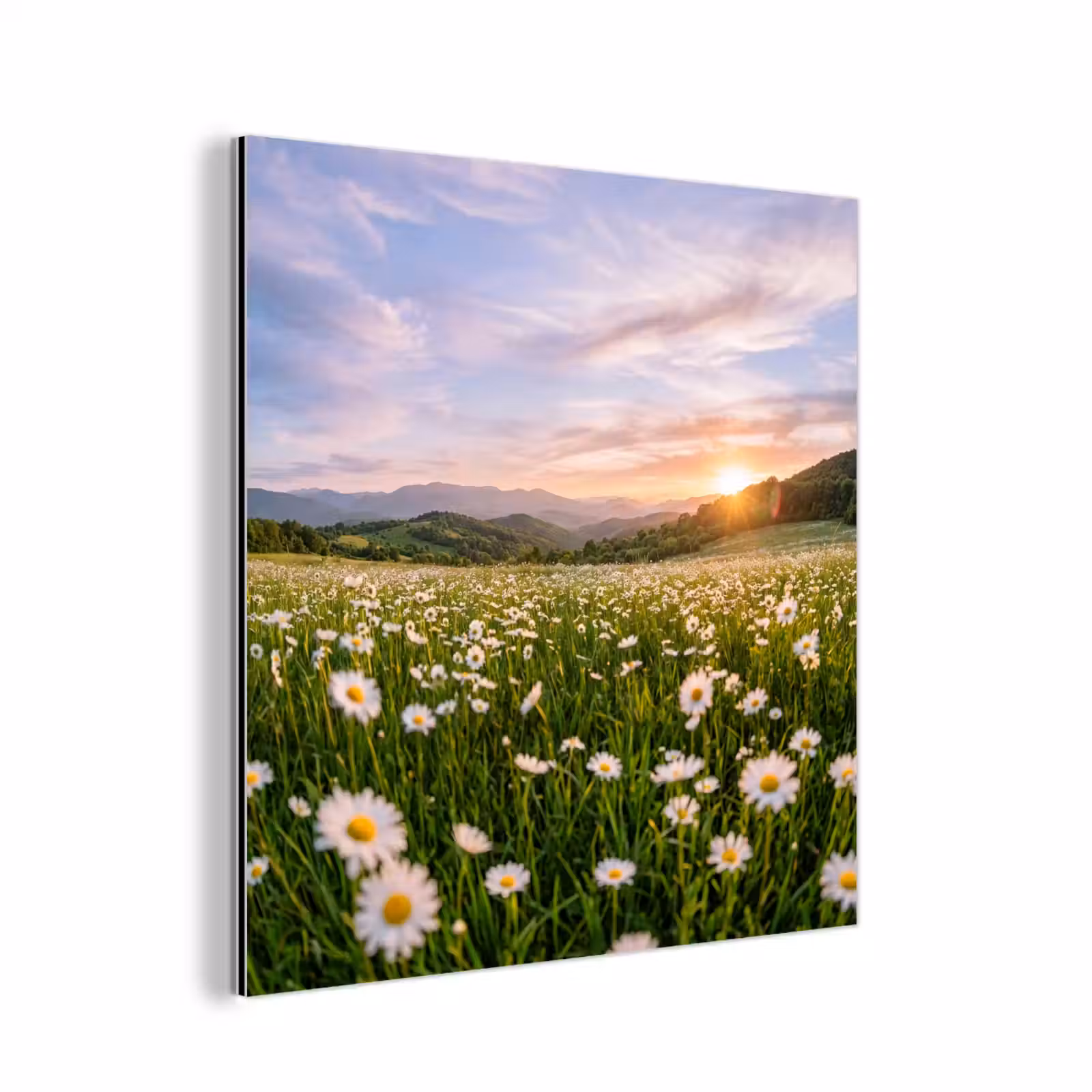Aluminium schilderij - Madelief - Veld - Heuvels - Groen — 1