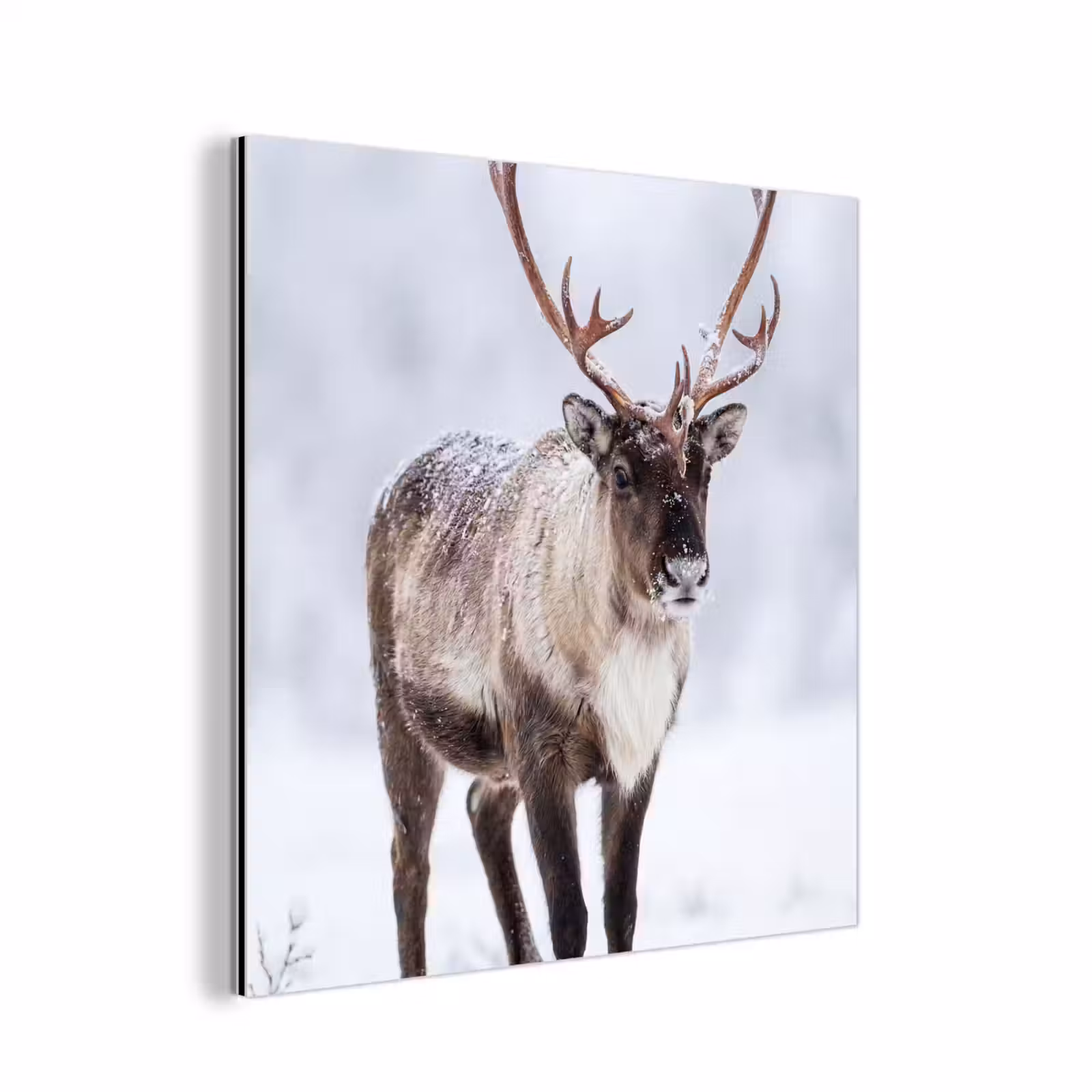 Aluminium schilderij - Rendier - Gewei - Toendra - Sneeuw - Wild — 1