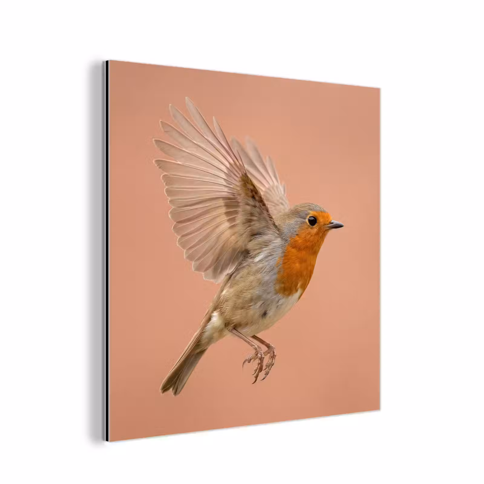 Aluminium schilderij - Roodborst - Natuur - Roze — 1