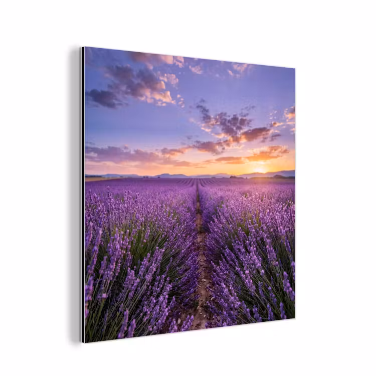 Aluminium schilderij - Lavendel - Veld - Natuur - Paars — 1