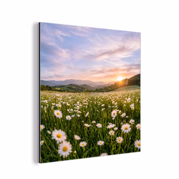 Aluminium schilderij - Madelief - Veld - Heuvels - Groen — 1