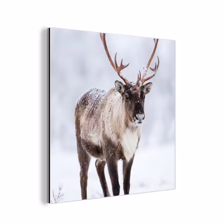 Aluminium schilderij - Rendier - Gewei - Toendra - Sneeuw - Wild — 1