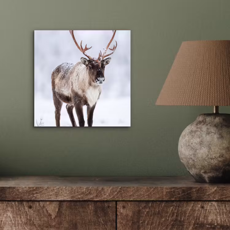 Aluminium schilderij - Rendier - Gewei - Toendra - Sneeuw - Wild — 3