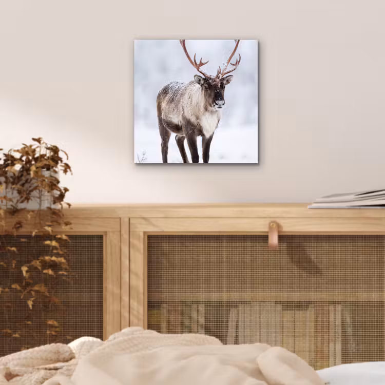 Aluminium schilderij - Rendier - Gewei - Toendra - Sneeuw - Wild — 4