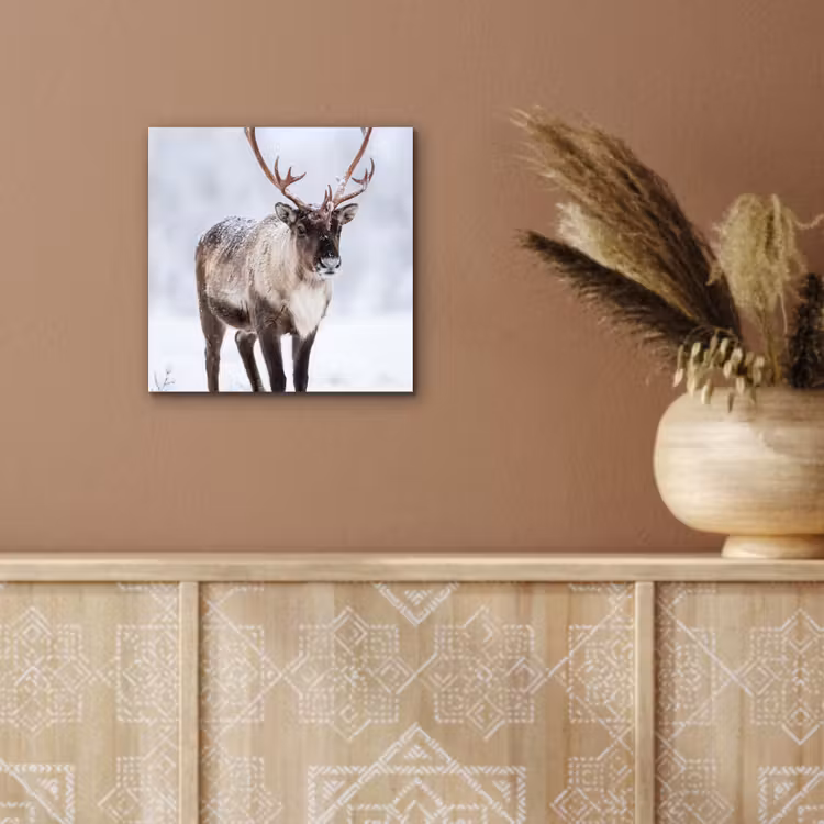 Aluminium schilderij - Rendier - Gewei - Toendra - Sneeuw - Wild — 5