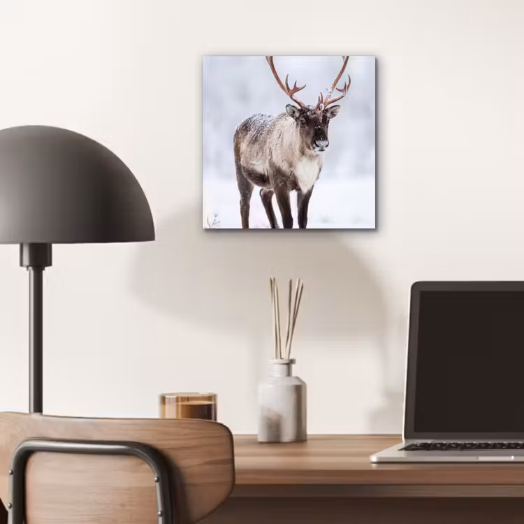 Aluminium schilderij - Rendier - Gewei - Toendra - Sneeuw - Wild — 6