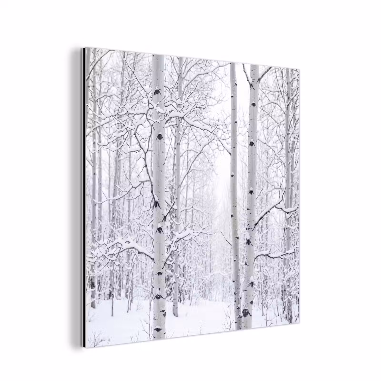 Aluminium schilderij - Berkenbomen - Sneeuw - Winter - Bos - Wit — 1
