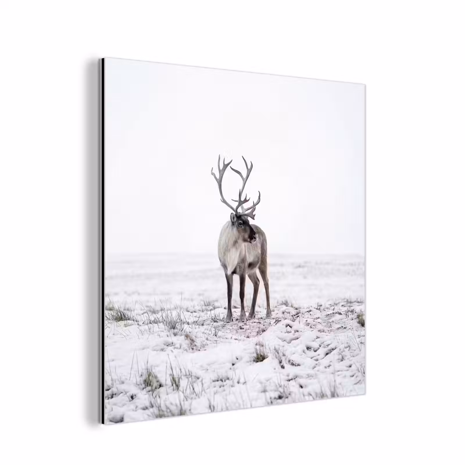 Aluminium schilderij - Rendier - Gewei - Sneeuw - Winter — 1