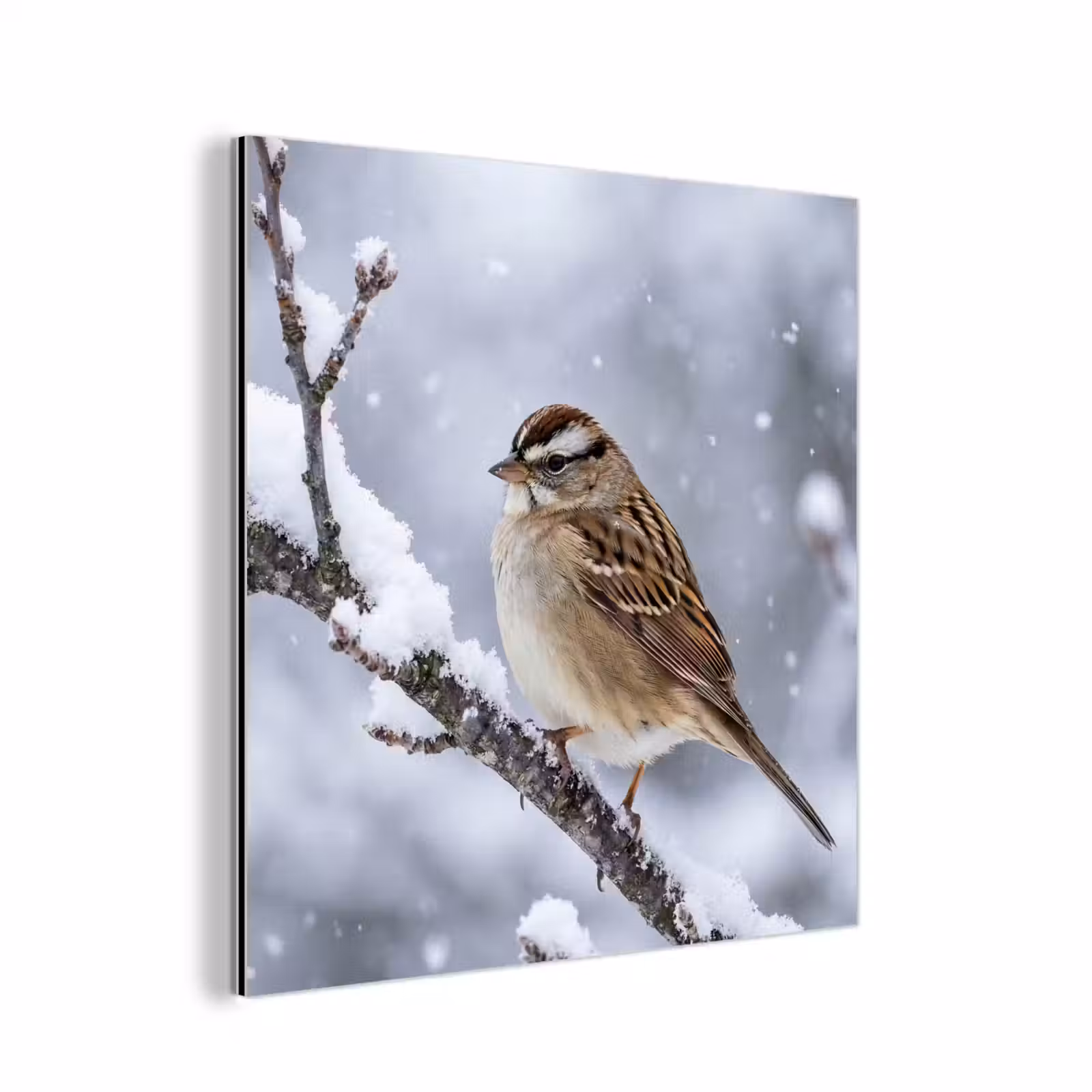 Aluminium schilderij - Vogel - Tak - Sneeuw - Winter — 1