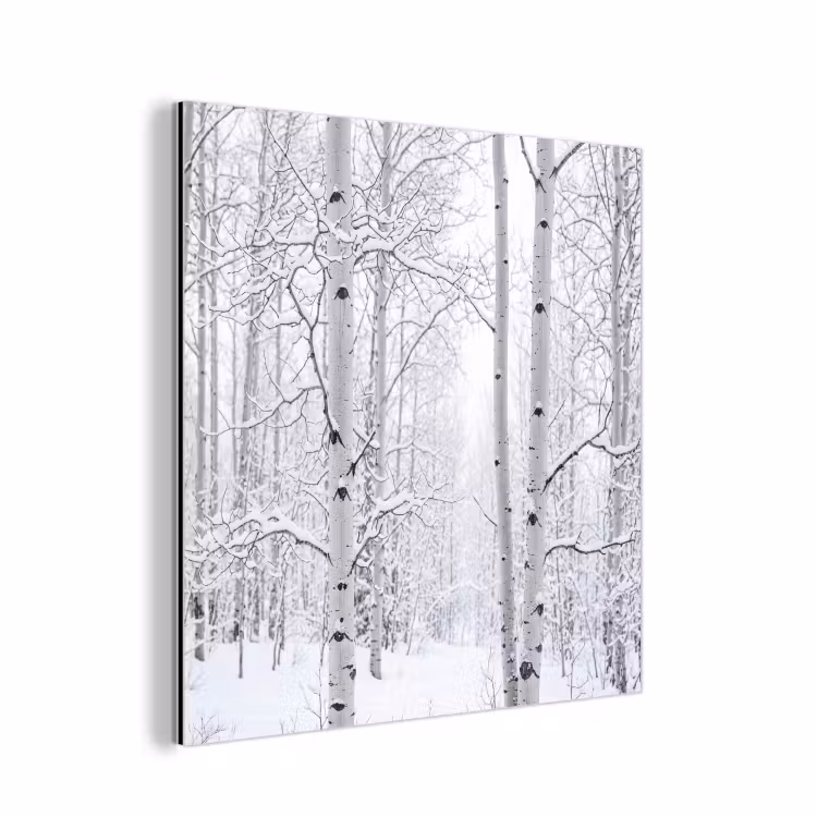 Aluminium schilderij - Berkenbomen - Sneeuw - Winter - Bos - Wit — 1