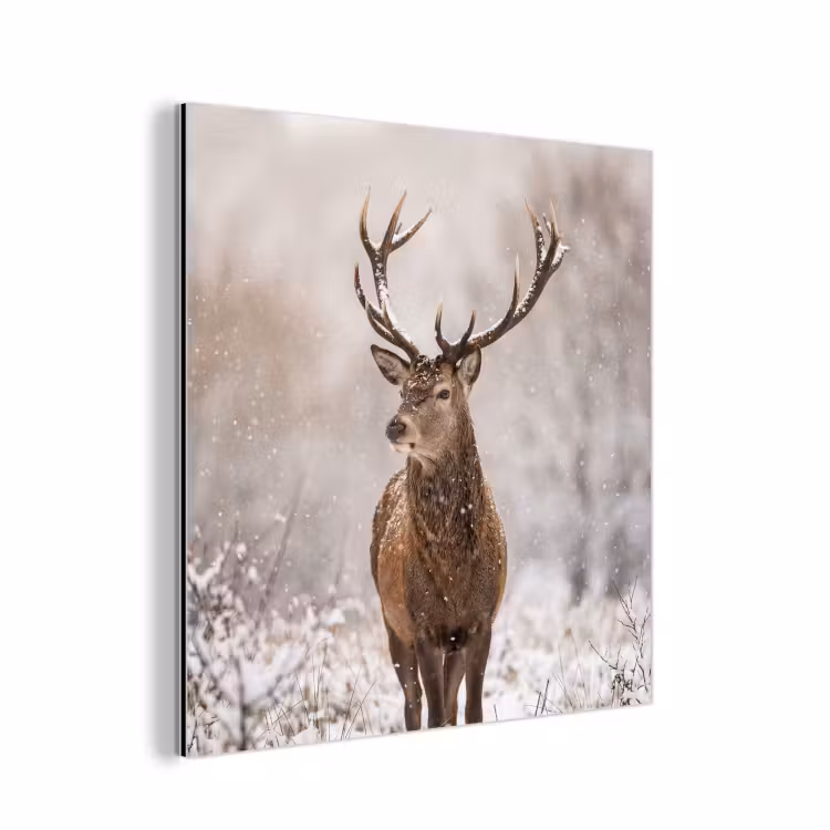 Aluminium schilderij - Edelhert - Bos - Sneeuw - Winter - Majestueus — 1