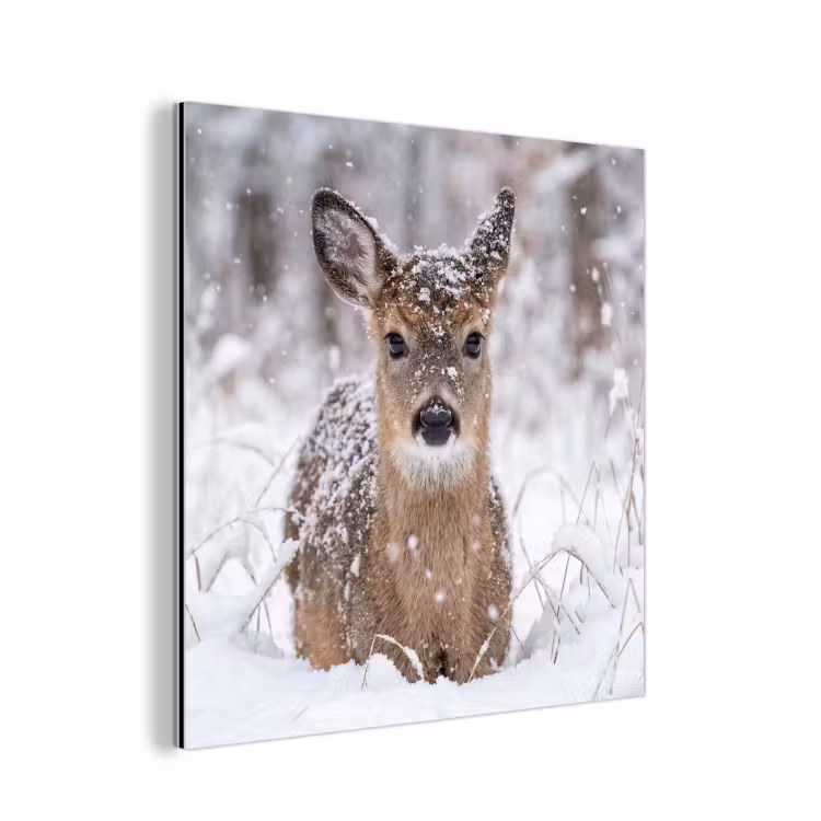 Aluminium schilderij - Hert - Sneeuw - Bos - Dieren - Vertederend — 1