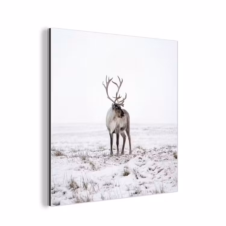Aluminium schilderij - Rendier - Gewei - Sneeuw - Winter — 1